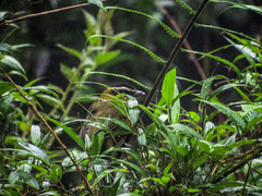 Kleinothraupis atropileus