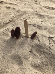 Cynomorium coccineum