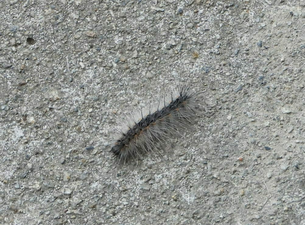 Fall Webworm Moth From CCA Racconigi Cuneo Italia On September 16   Large 