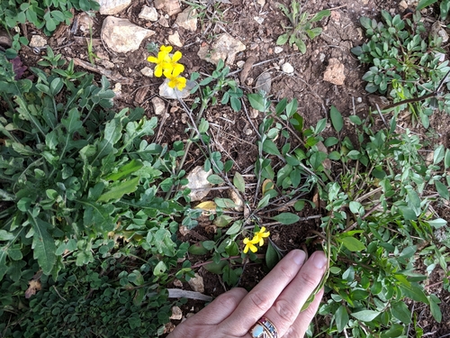 Image of Physaria recurvata by (c) Alison Northup, some rights reserved (CC BY)