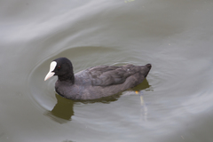Fulica atra