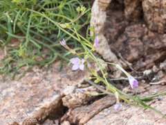 Gilia flavocincta