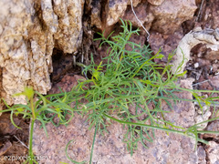 Gilia flavocincta