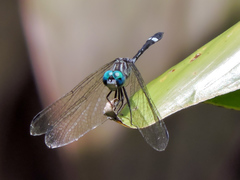 Micrathyria ocellata