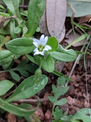 Cerastium brachypodum