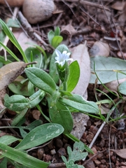 Cerastium brachypodum