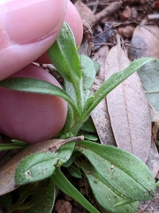 Cerastium brachypodum