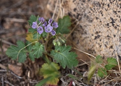 Phacelia crenulata minutiflora
