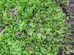 Fissidens obtusifolius