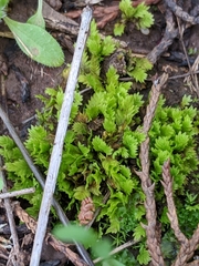 Fissidens obtusifolius