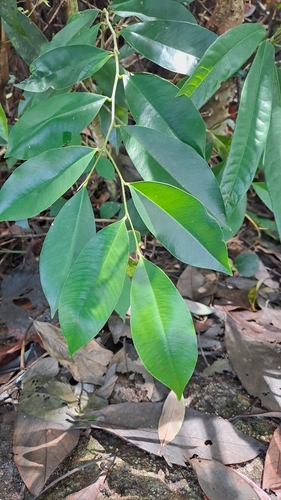 Aquilaria sinensis