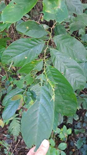 Bridelia insulana, photograph 5