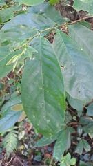 Bridelia insulana, photograph (c) CYL, some rights reserved (CC BY)