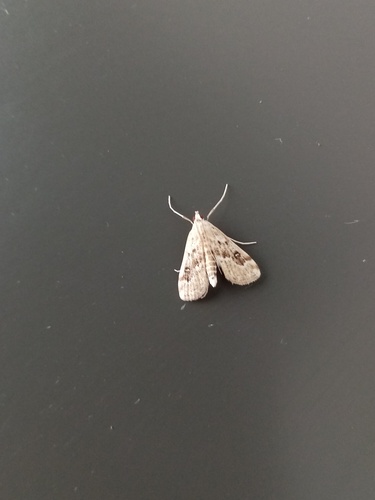 Parapoynx stratiotata