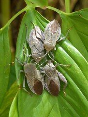Pachylis laticornis