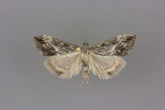 Evergestis funalis