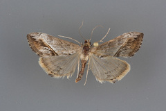 Evergestis obliqualis