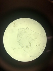 Miozoa