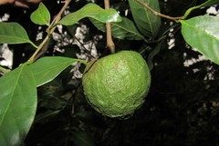 Annona rugulosa