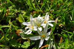 Ornithogalum fimbriatum