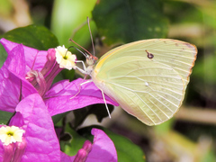 Aphrissa statira statira