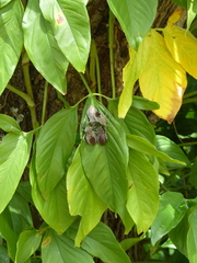 Pachylis laticornis