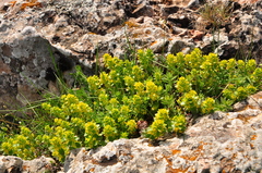 Cruciata taurica