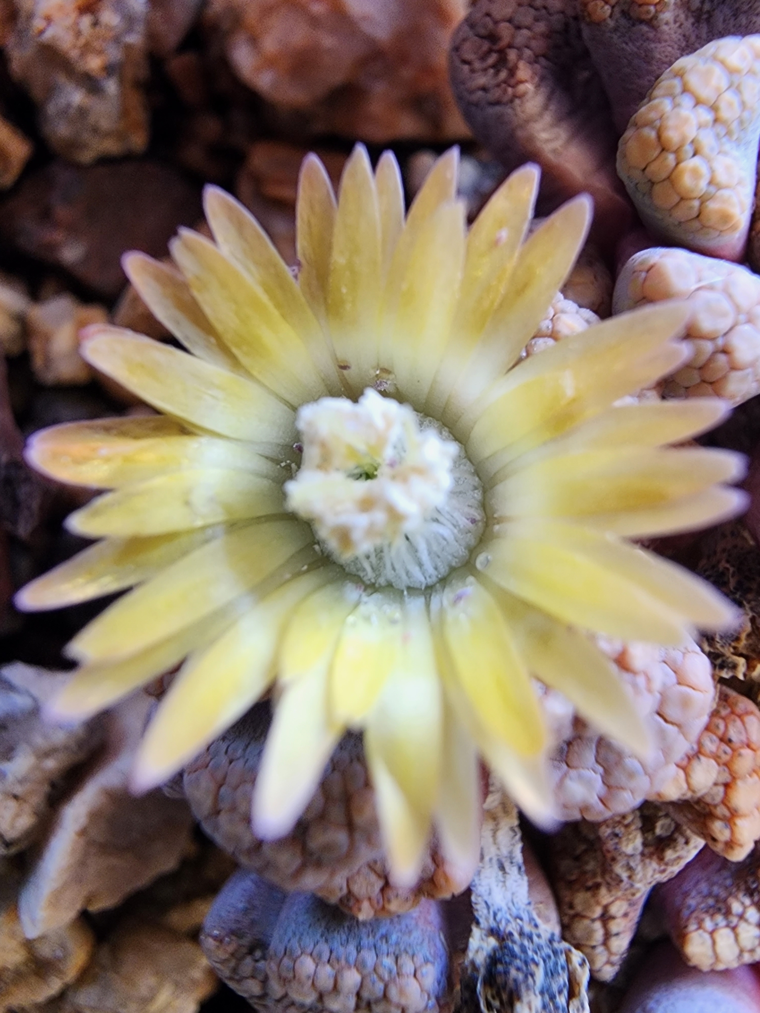 Titanopsis hugo-schlechteri 'Large Form'
