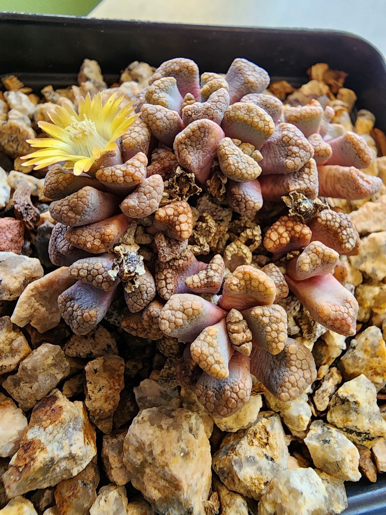 Titanopsis hugo-schlechteri 'Large Form' 2