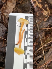 Hygrocybe parvula