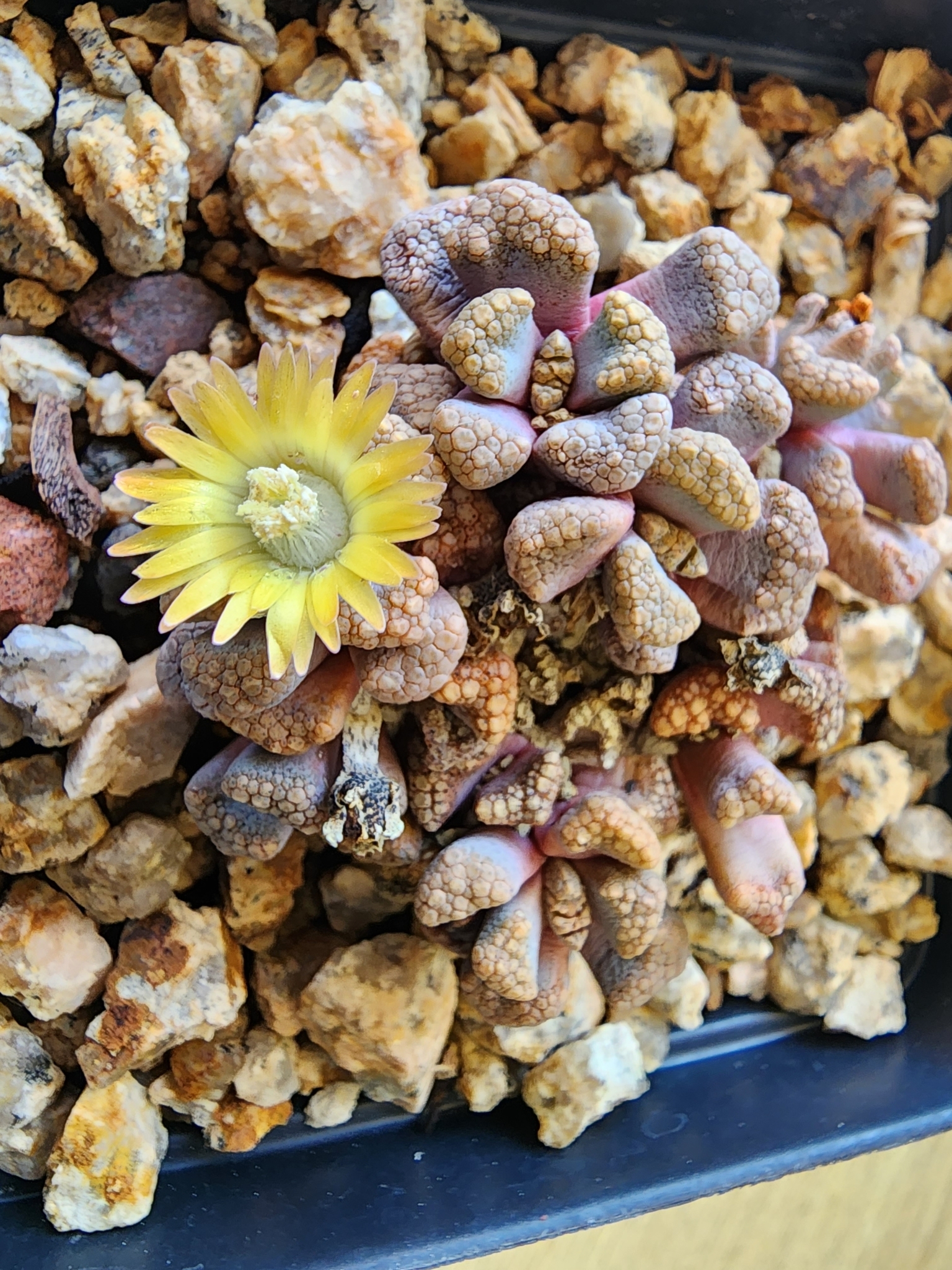 Titanopsis hugo-schlechteri 'Large Form' 3