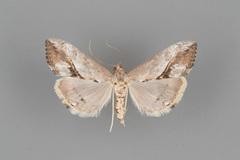 Evergestis triangulalis