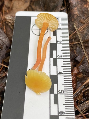 Hygrocybe parvula (Photo 2 of 4)