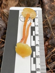 Hygrocybe parvula (Photo 2 of 4)