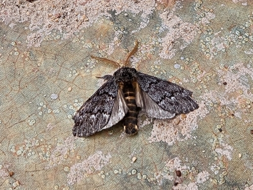 Antiora variabilis