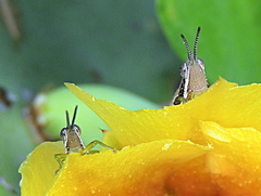 Orthacris filiformis