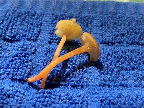Hygrocybe parvula (Photo 3 of 4)