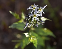 Amsonia tomentosa