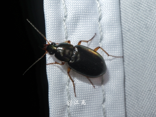 Hololeius ceylanicus