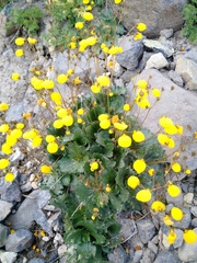 Calceolaria filicaulis