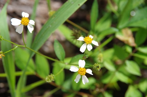 Bidens alba