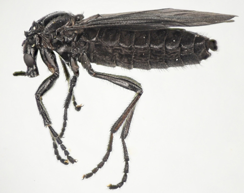 Dilophus orbatus photo 3
