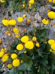 Calceolaria filicaulis