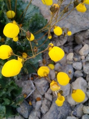 Calceolaria filicaulis