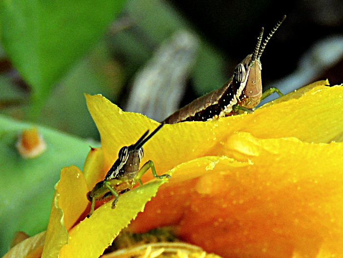Orthacris