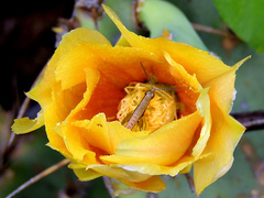 Orthacris filiformis