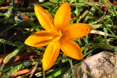 Crocus angustifolius