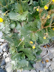 Calceolaria filicaulis