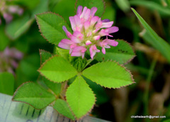 Angiospermae