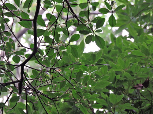 Image of Ternstroemia gymnanthera by (c) Jacy Chen, some rights reserved (CC BY)